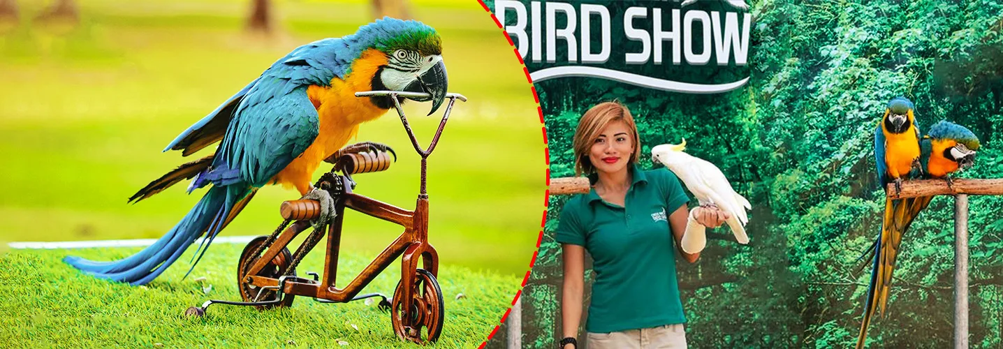 Bird Show Image for Dubai Tourism at Habibi Tourism