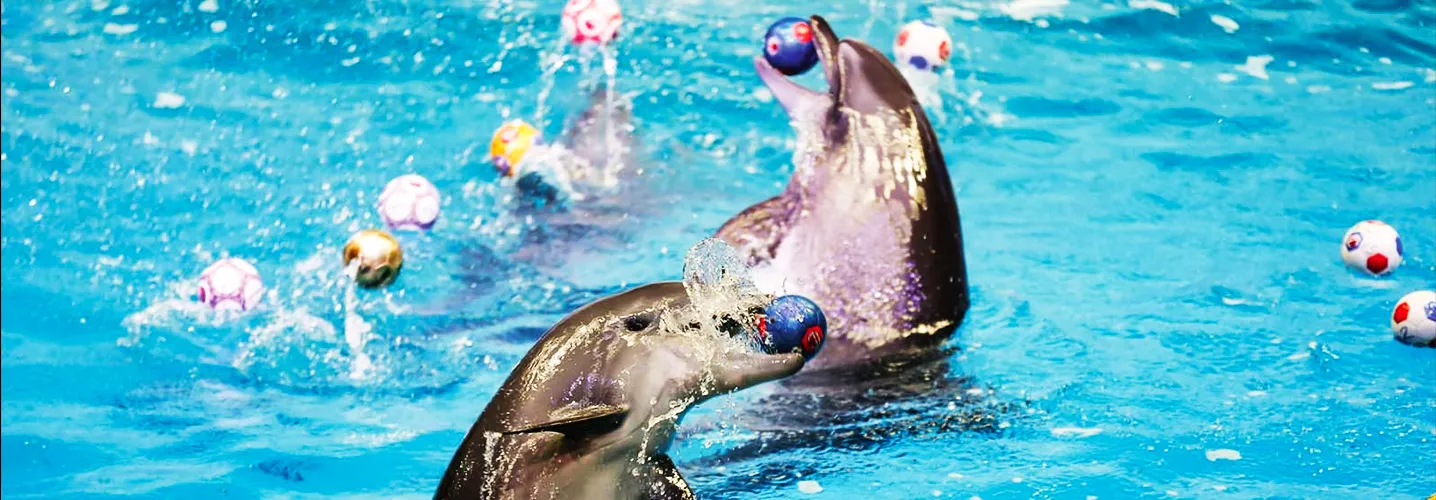 Dolphine and Seal Show Image for Dubai Tourism at Habibi Tourism